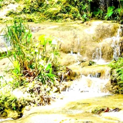 2023 March Excursion - Accessible Ocho Rios - Flora, Fauna, and Falls